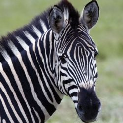 Animal with zebra striped legs crossword