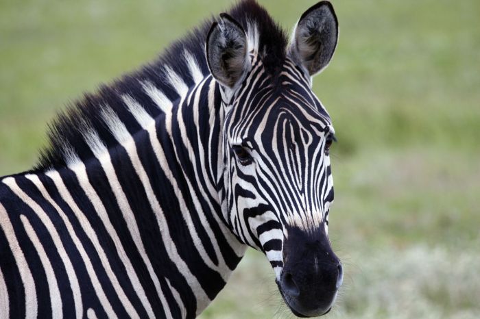 Animal with zebra striped legs crossword