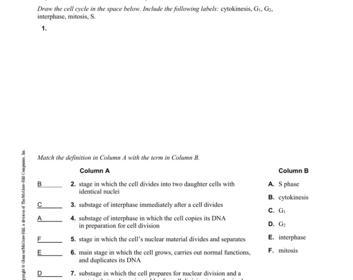 Cell cycle regulation pogil answers pdf