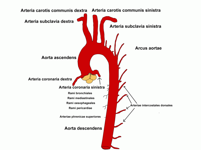 Aorta thoracic disease