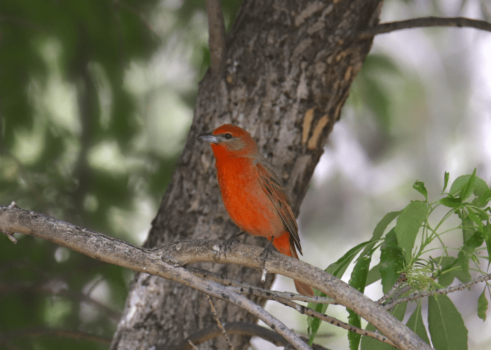 Red breasted birds in texas