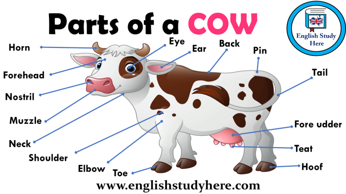 External parts of a beef cow