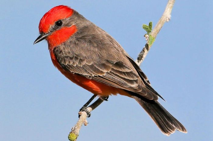 Winged crossbill loxia leucoptera animalhype