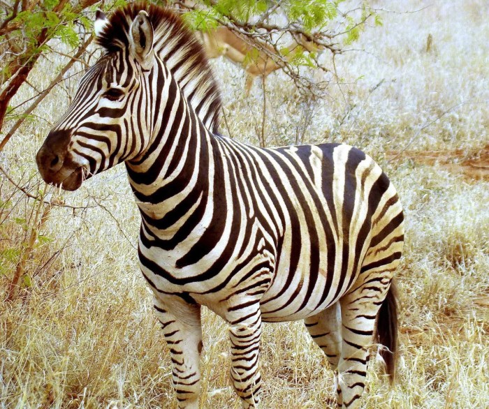 Animal with zebra striped legs crossword