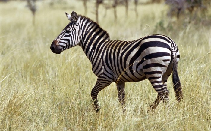 Zebras nedir faune africaine wallpics demek