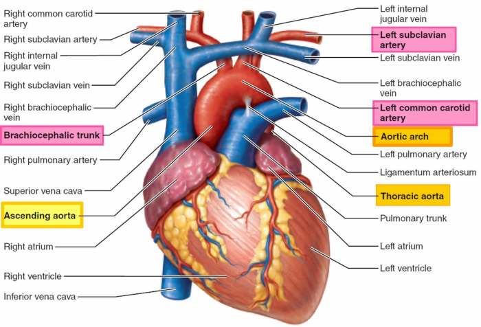 Major vessel from the heart crossword