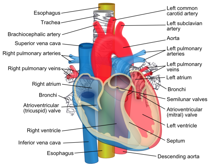 Major vessel from the heart crossword