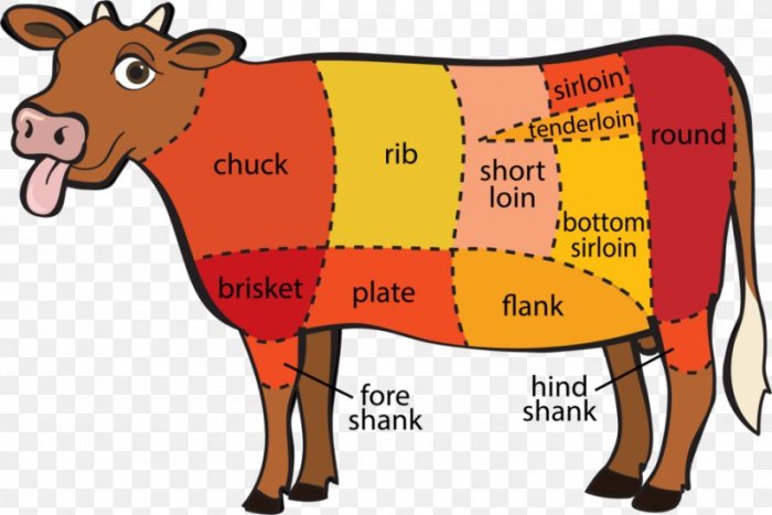 Cattle beef livestock judging cow anatomy show pig animal agriculture dairy instructional multimedia interactive resources animals