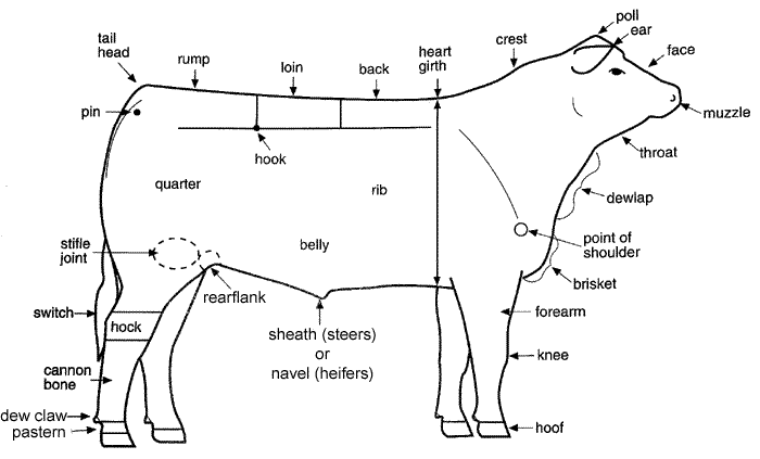 External parts of a beef cow