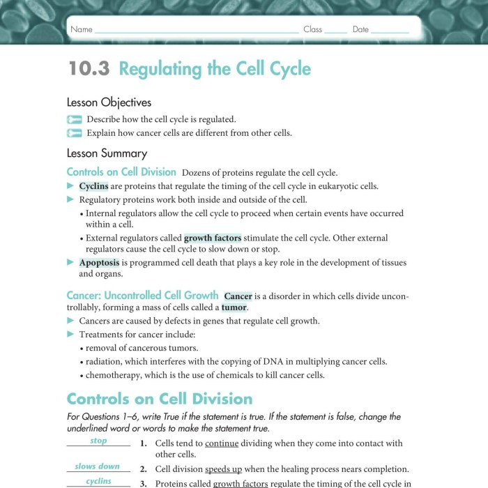 Cell cycle regulation pogil answers pdf