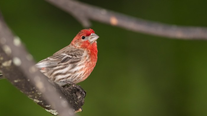 Red breasted birds in texas