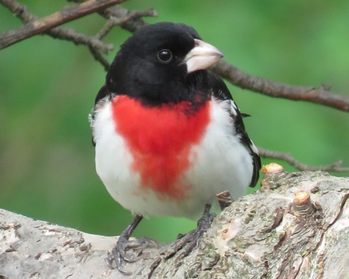 Robin bird robins red facts australian birds breast male scarlet blue forest big breasted dt redbreast 1944 vogel children choose