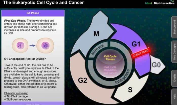 The eukaryotic cell cycle and cancer in depth answer key