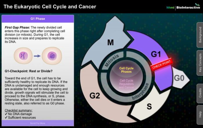 The eukaryotic cell cycle and cancer in depth answer key